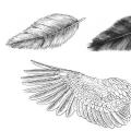 Как нарисовать птицу Как нарисовать летающую птицу поэтапно карандашом